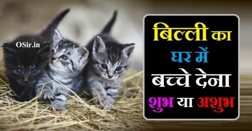 जाने लाभ या हानि : बिल्ली का घर में बच्चे देना शुभ या अशुभ होता है ? | Billi ka ghar me bache dena shubh ya ashubh