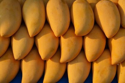 mango aam आम 