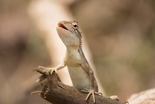 Lizard छिपकली