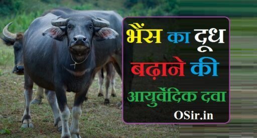 भैंस का दूध बढ़ाने की आयुर्वेदिक दवा | Bhains ka doodh badhane ki ayurvedic dawa