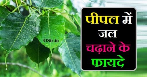 पीपल में जल चढ़ाने के फायदे,, पीपल पर जल चढ़ाने के फायदे,, पीपल के पेड़ में जल चढ़ाने के फायदे,, पीपल को जल चढ़ाने के फायदे,, पीपल पर जल चढ़ाने के फायदे बताएं,, पीपल में जल देने की विधि,, pipal me jal dalne ke fayde,, पीपल के पेड़ पर जल चढ़ाने के फायदे,, पीपल की पूजा का महत्व ,, Pipal ki Puja ka mahatva,, पीपल के वृक्ष की पूजा,, Pipal Ke vruksh ki Puja,, पीपल में जल देने का मंत्र,, Pipal Mein Jal Dene Ka Mantra,, पीपल में जल देने की विधि,, Pipal Mein Jal dene ki vidhi,, Pipal Mein Jal chadhane ke fayde,, pipal mein jal dene ke fayde,, pipal ke ped mein jal chadhane ke fayde,, pipal me roj jal chadhane ke fayde,, shaniwar ko pipal mein jal chadhane ke fayde,,