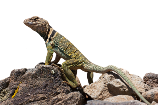 लिज़र्द lizard 