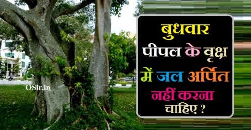 पीपल पूजा नियम : बुधवार को पीपल के वृक्ष में जल अर्पित नहीं करना चाहिए ? | Budhwar ko Pipal Ke vriksh Mein Jal Arpit nahi karna chahiye