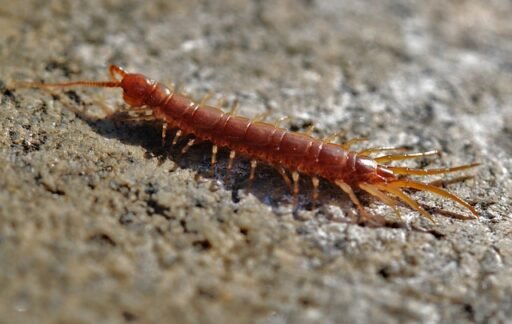 centipede