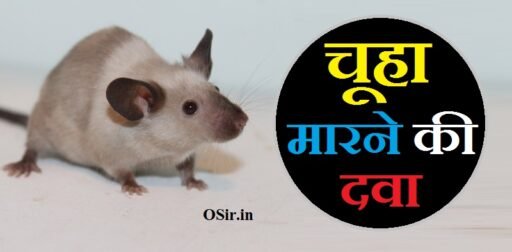 चूहा मारने की दवा का नाम और प्रयोग विधि एवं चूहा भागने के 3 आसान घरेलू उपाय | Chuha marne ki Dawa