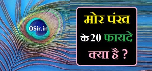 मोर पंख के फायदे, मोर पंख के २० फायदे, मोर पंख पेड़ के फायदे, मोर पंख के चमत्कारी फायदे, मोर पंख जेब में रखने के फायदे, मोर पंख पर्स में रखने के फायदे, mor pankh ke fayde aur nuksan, mor pankh ke fayde bataiye, ghar mein mor pankh ke fayde, takiye ke niche mor pankh rakhne ke fayde, mor pankh lagane ke fayde, mor pankh milne ke fayde, mor pankh purse me rakhne ke fayde, bedroom me mor pankh rakhne ke fayde,