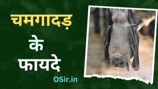 जाने चमगादड़ के फायदे और नुकसान : ख़तरनाक नहीं देगा सुख-समृद्धि | Chamgadar ke fayde