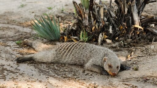 mongoose