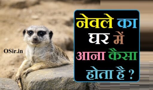 नेवले का घर में आना कैसा होता है,, नेवले का घर में आना शुभ या अशुभ,, नेवला का घर में आना कैसा होता है,, नेवला घर में आना कैसा होता है,, नेवला का घर में आना शुभ है कि अशुभ,, नेवला का घर में आना शुभ है या अशुभ,, रास्ते में नेवले का दिखना,, सांप से लड़ाई करता हुआ नेवला देखना,, एक साथ बहुत सारे नेवले देखना,, सपने में नेवला देखना,, मरा हुआ नेवला देखना,, रास्ता काटता हुआ नेवला नजर आना,, Nevle ka ghar me aana kaisa hota hai,, Raste me nevle ka dikhna,, Saanp se ladai karta hua nevla dekhna,, Ek saath bahut sare nevle dekhna,, Sapne me nevla dekhna,, Mra hua nevla dekhna,, Rasta kaatta hua nevla nazar aana,,