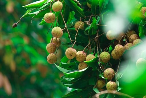 lichi tree