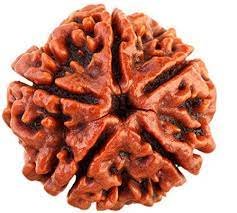 5 mukhi rudraksh
