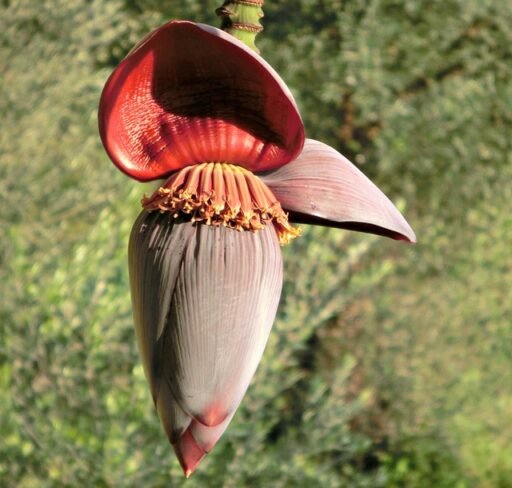 banana flower
